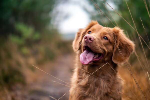 Puppy dog