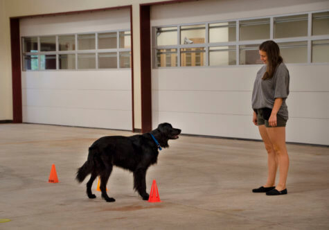 dog bonding behavior children