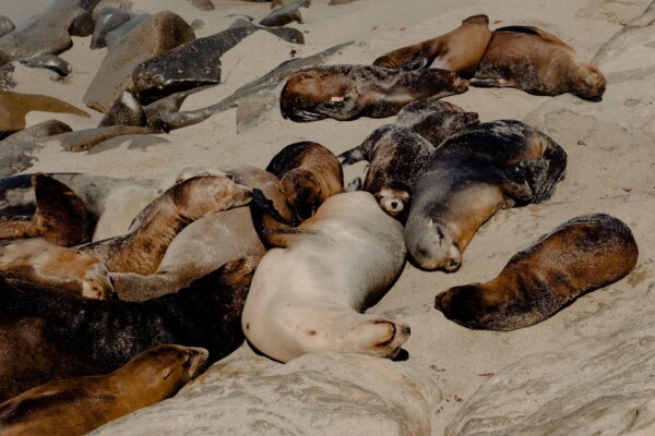 California sea lions