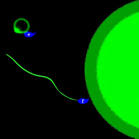 Sperm 'switch'