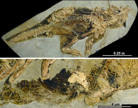 Psittacosaurus 