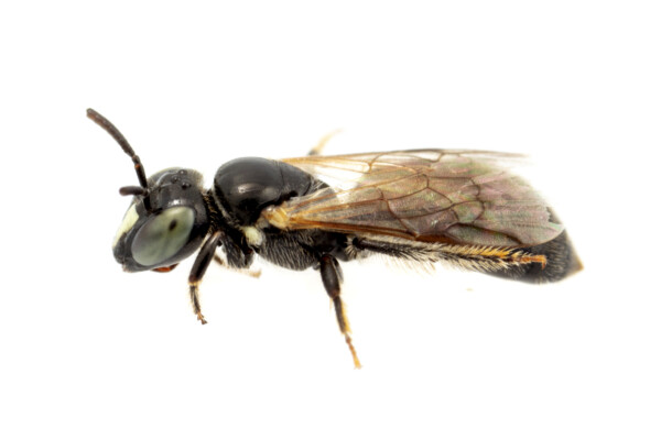 Bee thought to be extinct discovered