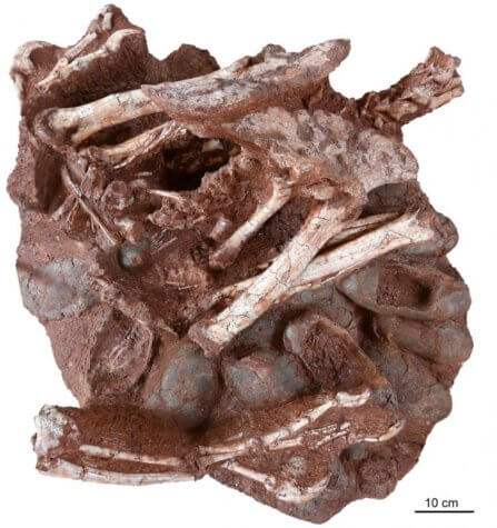 Dinosaur fossil eggs