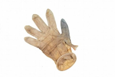 fish in glove covid
