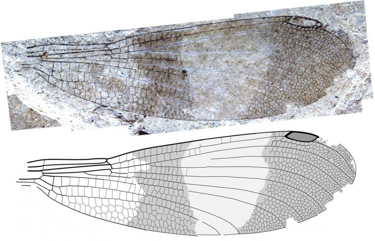 insect wing