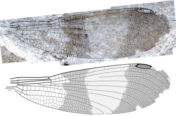 insect wing