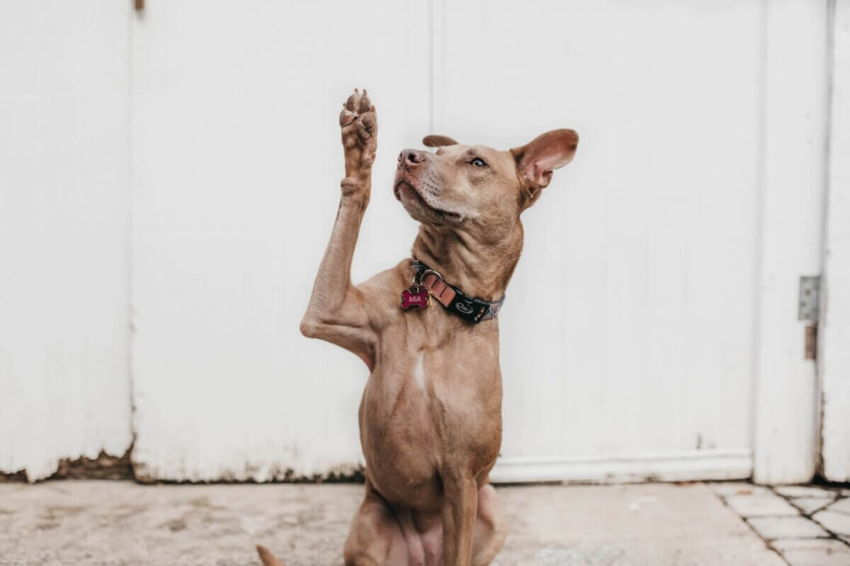 Dog paw