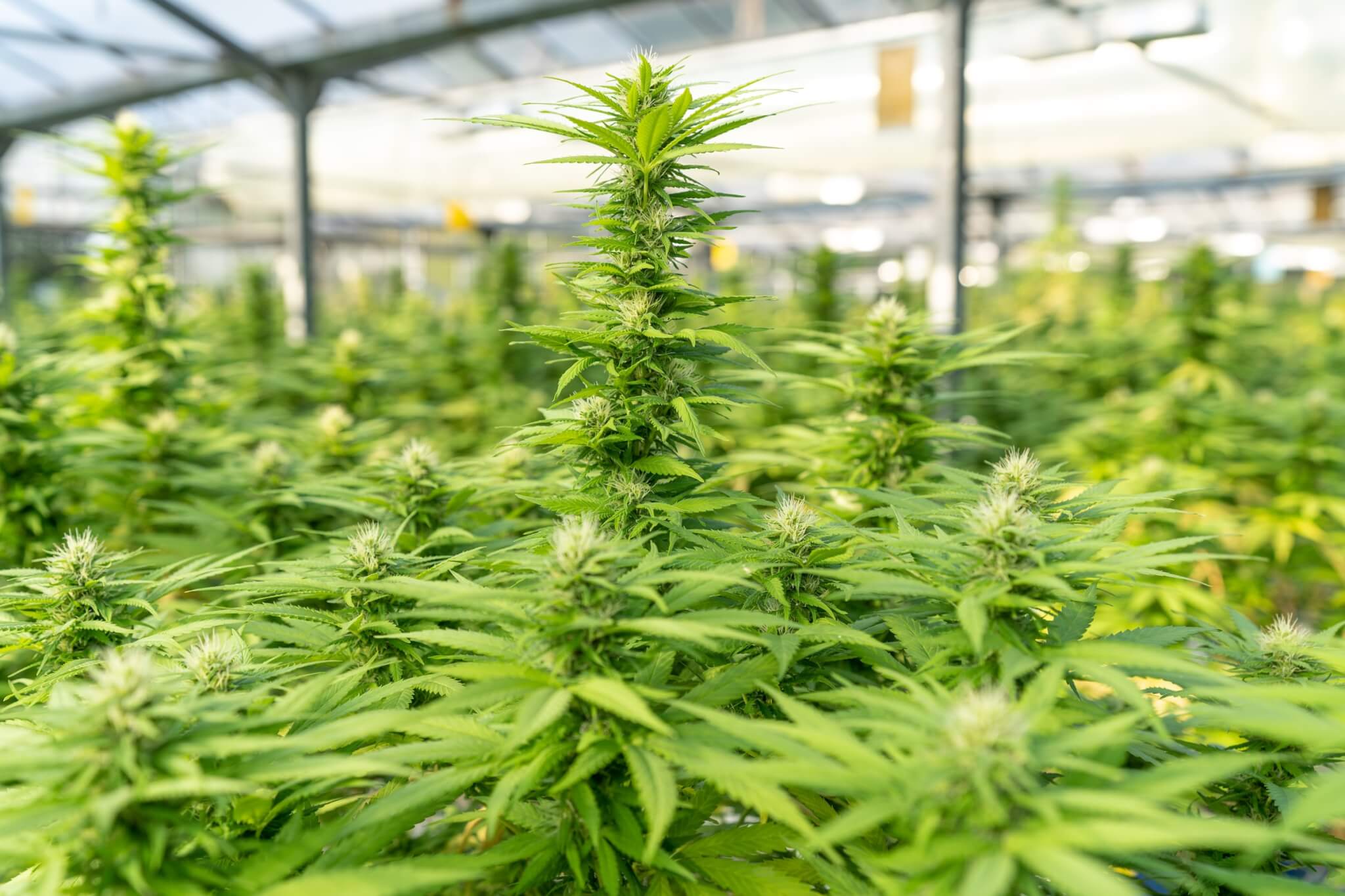 marijuana grow house