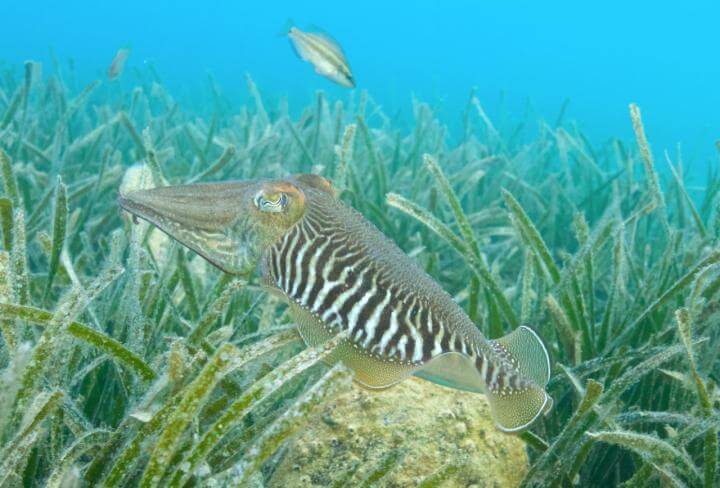 cuttlefish