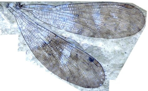 insect wing fossil