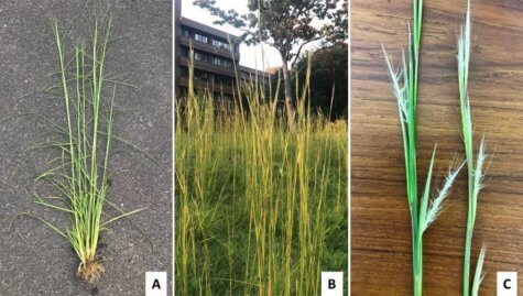 invasive weed