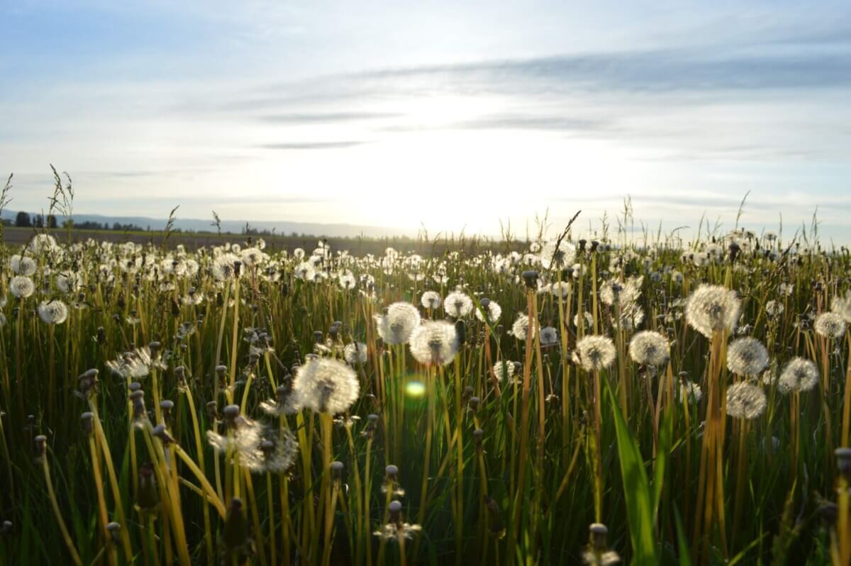 spring pollen allergies