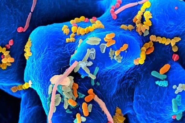 microbes gut