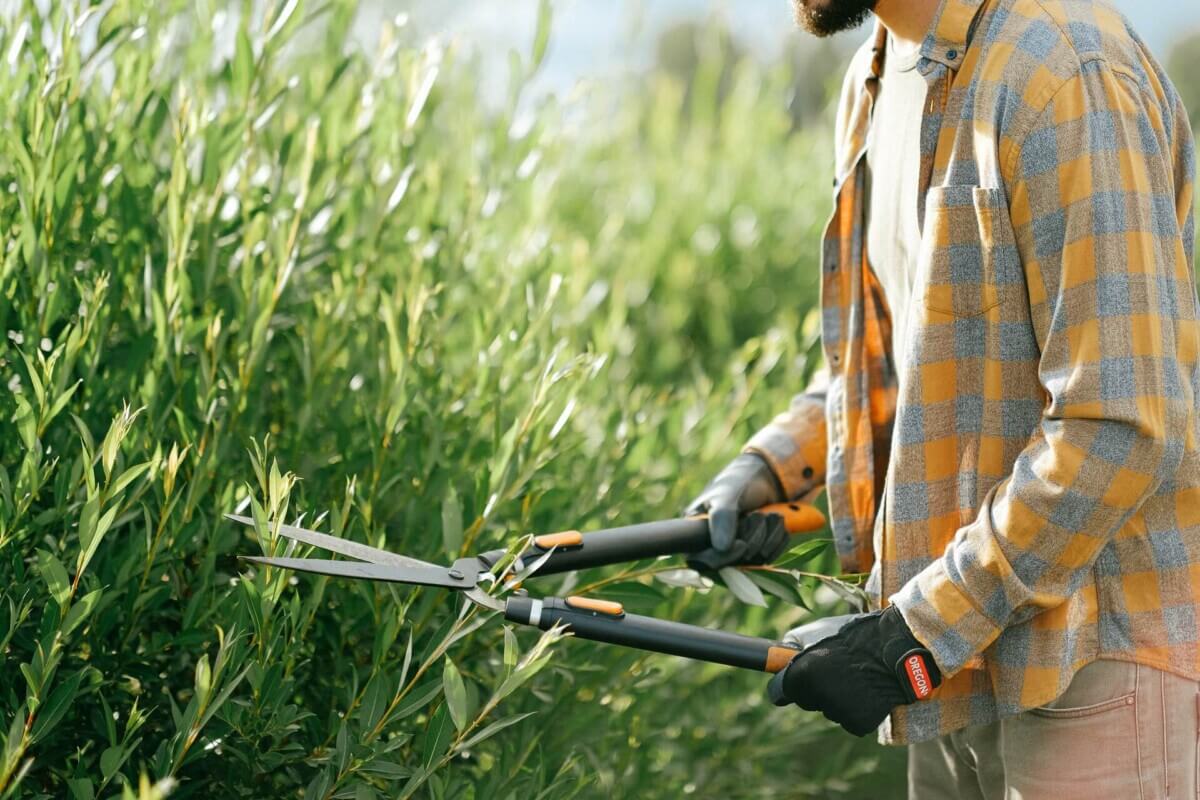weeds gardening