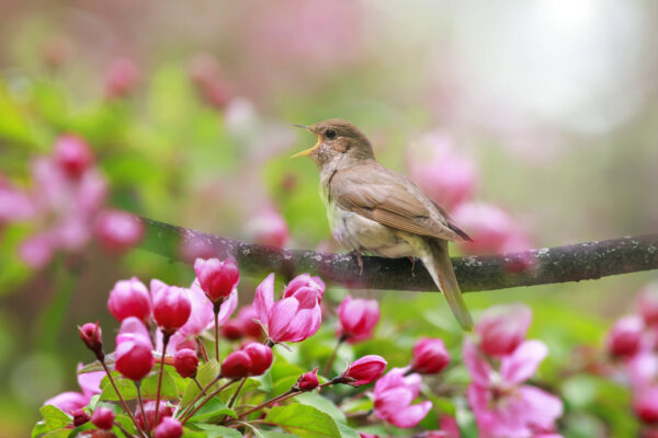 Bird singing on a branch - Nightingale
