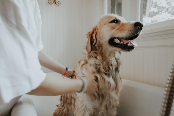 washing pet dog