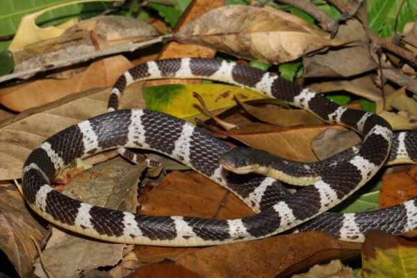 new snake