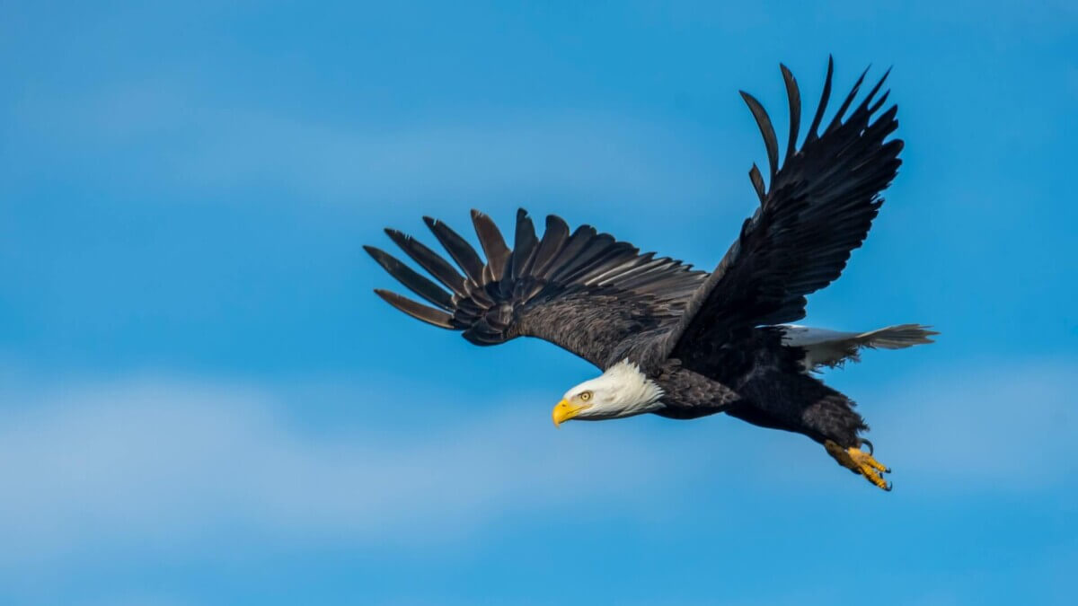 Bald eagle