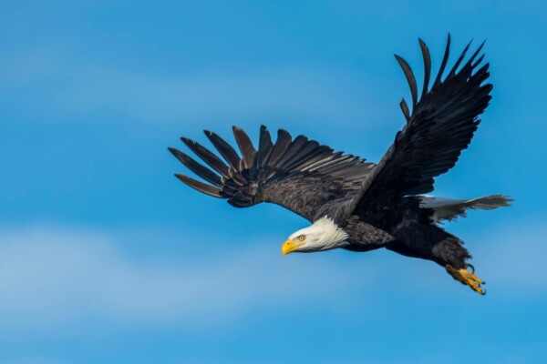 Bald eagle