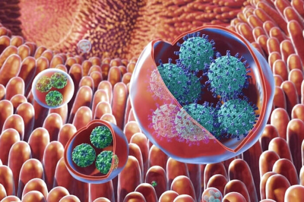 Disinfectant-resistant superbug, norovirus