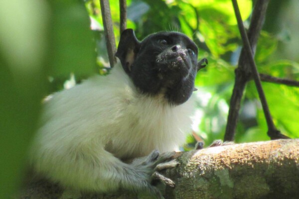 Pied tamarin