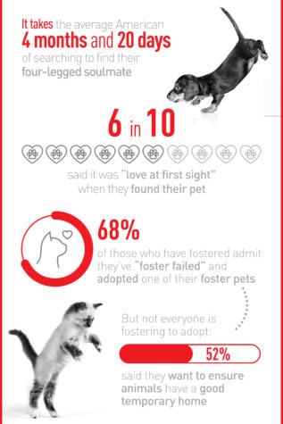 foster pet parent