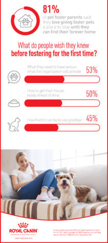 foster pet parent