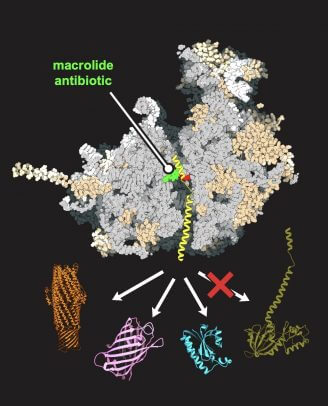 antibiotic