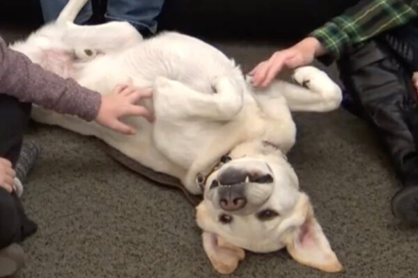 dog petting