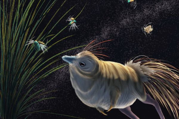 Chicken-like dinosaur