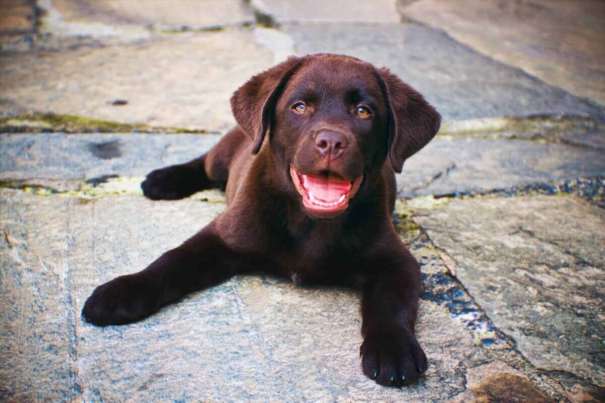 puppy