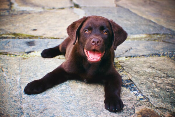 puppy