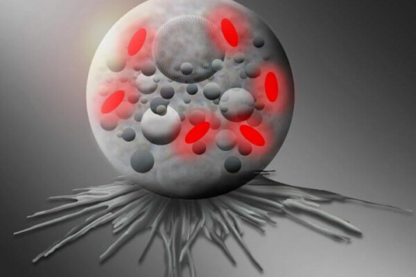 pokemon bacteria
