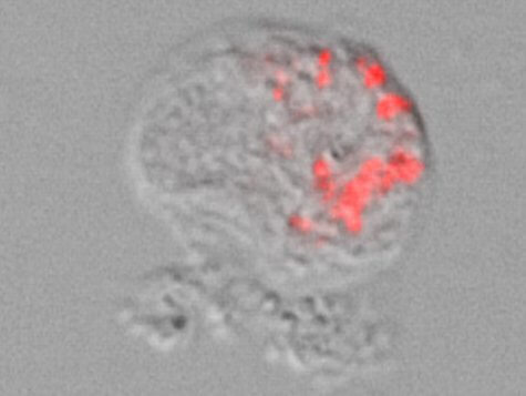 pokemon bacteria