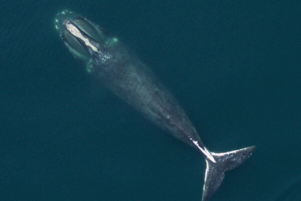 North Atlantic Right Whale