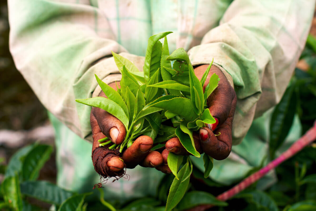 Farmer holding tea leaf