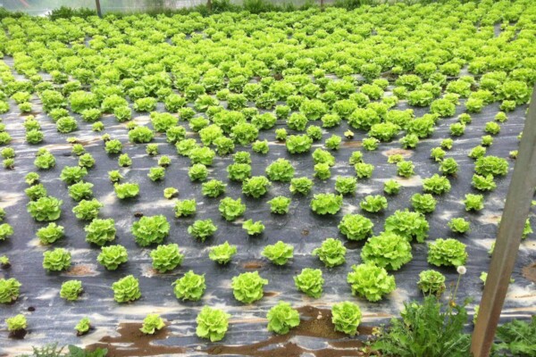 Beer manure pesticide