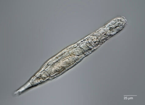 Rotifer