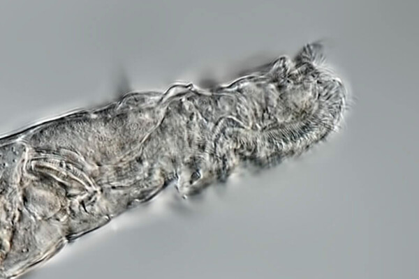 Rotifer