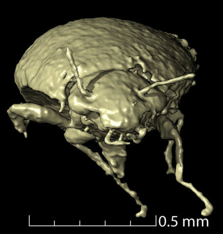 Beetle found in dinosaur feces