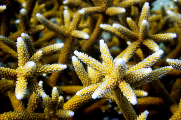 Great Florida coral reef