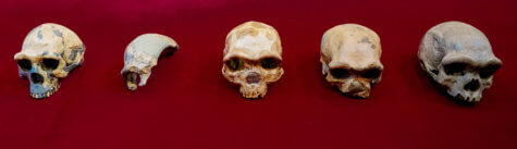 Dragon Man skull