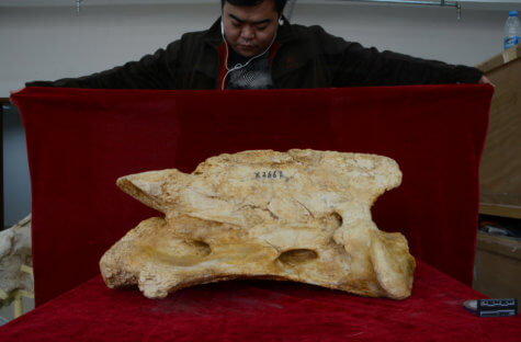 Giant rhino skeleton