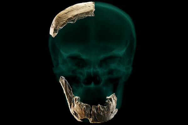 Prehistoric skull found in Israel