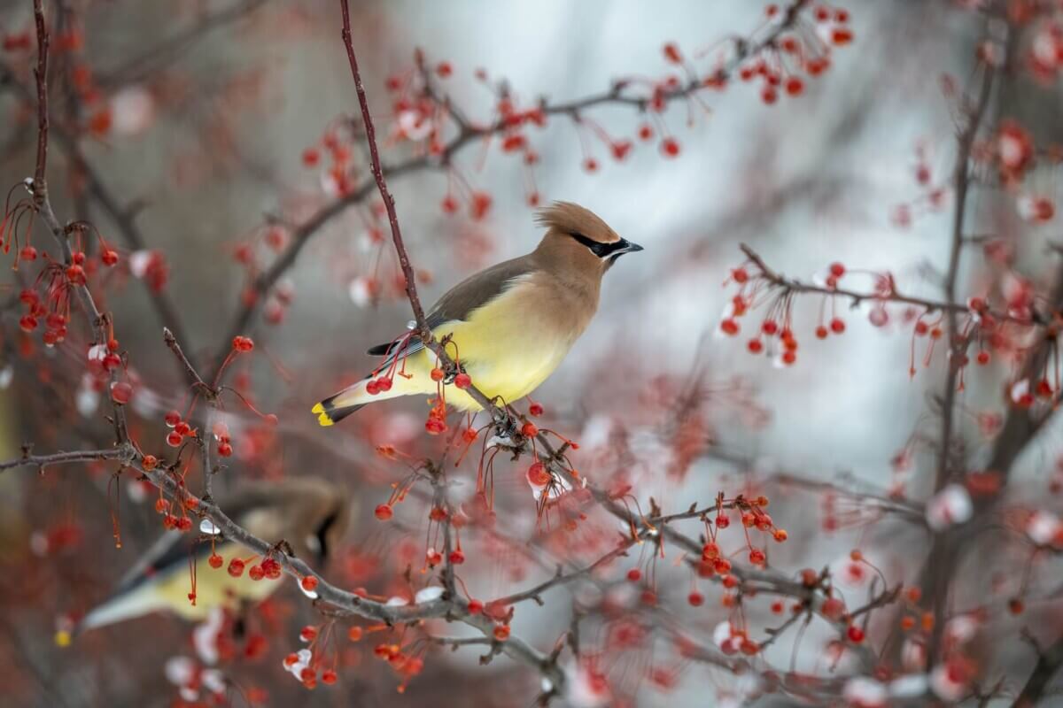 birds berries