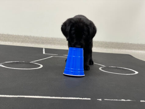 Puppy study