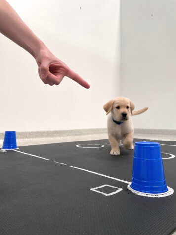 Puppy study