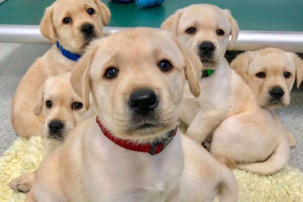 Labrador retriever puppies
