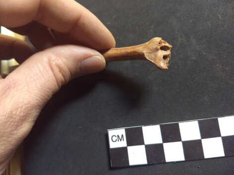 prehistoric bone