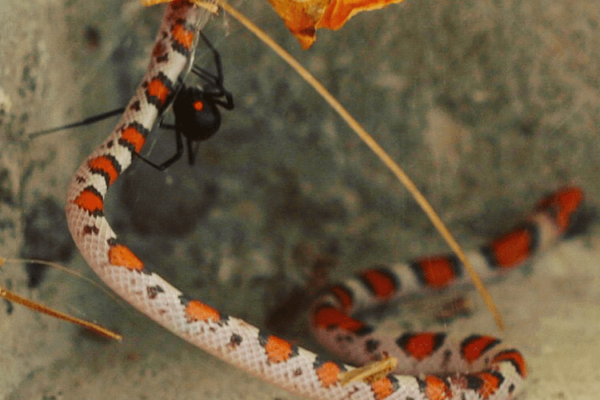 spider snake